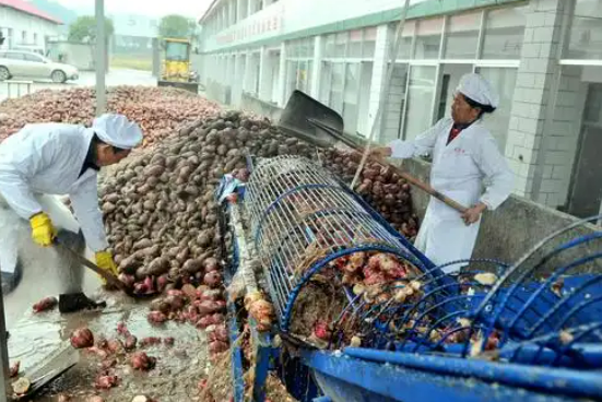 确山县红薯深加工产业园投产 年加工能力20万吨带动农户增收30%
